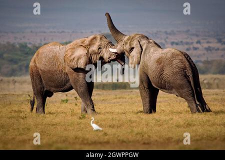 Éléphant de Bush Africain - Loxodonta africana, héron blanc juge deux Eléphants de combat dans svannah du parc Amboseli au Kenya, défenses et troncs vers le haut, big stren Banque D'Images