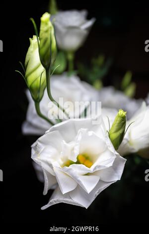 Eustoma fleurit sur fond noir avec une faible profondeur de champ et un arrière-plan flou Banque D'Images