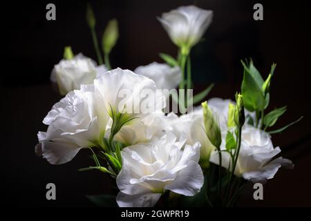 Eustoma fleurit sur fond noir avec une faible profondeur de champ et un arrière-plan flou Banque D'Images