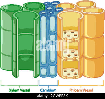 Schéma montrant le système de tissus vasculaires dans les plantes Illustration de Vecteur