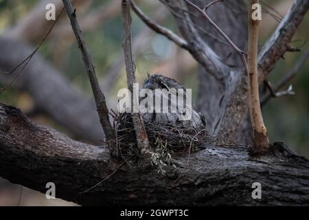 La grenouille Tawny nichant sur ses poussins. Banque D'Images