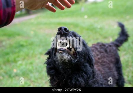 Gros plan d'un chien mal fixé montrant des dents à un inconnu qui s'approche de la main à l'animal Banque D'Images