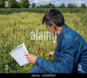 Agronome attrayant surveillance de l'usine de basilic dans le champ à l'extérieur. Beau fermier mâle accroupi en vérifiant basilicum plante tenue note bloc. Banque D'Images