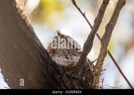 La grenouille Tawny nichant sur ses poussins. Banque D'Images