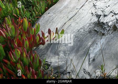 Macro de feuilles rouges et vertes d'une plante de glace (Carpobrotus edulis) qui pousse par une bûche blanche blanchie. La plante de glace est une plante envahissante trouvée dans le littoral A. Banque D'Images