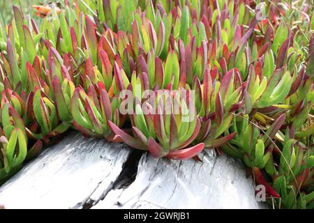 Macro de feuilles rouges et vertes d'une plante de glace (Carpobrotus edulis) qui pousse par une bûche blanche blanchie. La plante de glace est une plante envahissante trouvée dans le littoral A. Banque D'Images