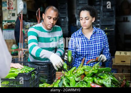 Ouvriers agricoles triant des poivrons verts fraîchement récoltés Banque D'Images