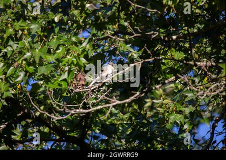 Curieux mockingbird (Mimus poslyglotto) regardant autour d'un membre d'arbre Banque D'Images