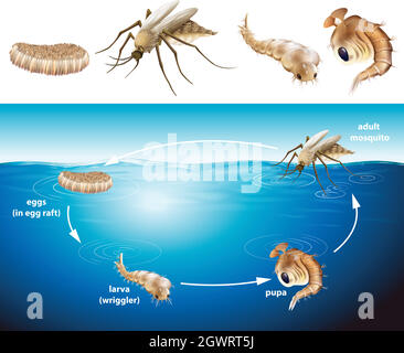 Cycle de vie des moustiques dans l'étang Illustration de Vecteur