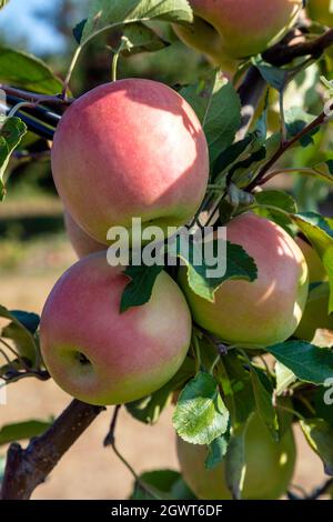 Mûrissement pommes croustillantes au miel sur arbre, verger, SW Michigan, Etats-Unis, par James D Coppinger/Dembinsky photo Assoc Banque D'Images