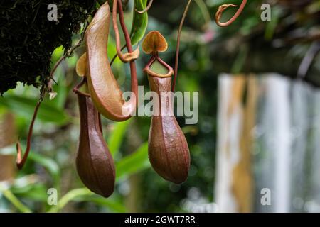 Usine de pichet (Nepenthes, peut-être mirabilis), également appelée tasse de singe, et plante commune de pichet de marais.Plante carnivore, originaire d'Asie du Sud-est. Banque D'Images