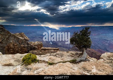 Grand Canyon, vue depuis Lipan point sur le plateau sud. Arbre en premier plan ; orage qui ramenait la distance. Rayons de lumière rayant à travers les nuages. Banque D'Images