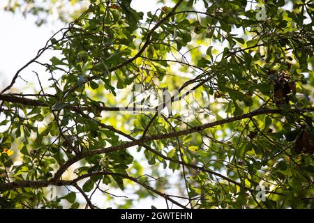 vireo (Vireo olivaceus), majestueux yeux rouges, en regardant de sa perche Banque D'Images