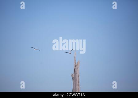 Paire de goélands à bec cerclé (Larus delawarensis) qui survole un arbre Banque D'Images