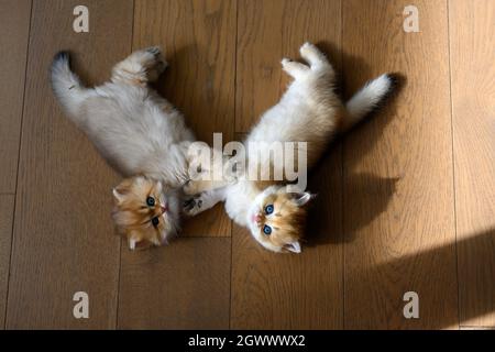 Deux chatons britanniques Shorthair s'amusant à jouer et à regarder l'un l'autre, allongé sur le plancher en bois dans la chambre, la vue d'en haut, le matin li Banque D'Images