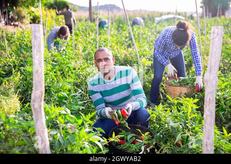 Ouvrier agricole qui récolte des poivrons sur le champ de légumes Banque D'Images