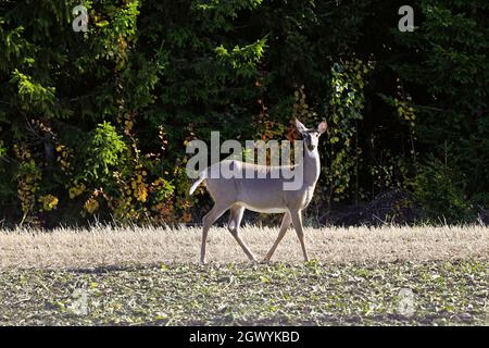 Cerf de Virginie, animal adulte, sur le champ de betterave à sucre récolté le jour de l'automne en Finlande. Le cerf mangeait des feuilles de betterave à sucre jusqu'à l'alerte. Banque D'Images