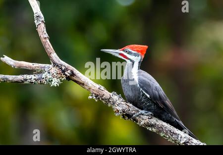 Un pic mâle piléé ' Dryocopus pileatus ' perche sur une branche à la recherche de nourriture. Banque D'Images