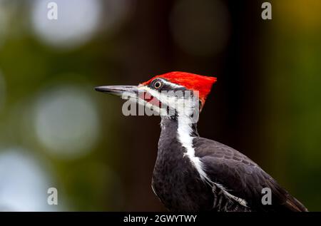 Un pic mâle piléé ' Dryocopus pileatus ' perche sur une branche à la recherche de nourriture. Banque D'Images