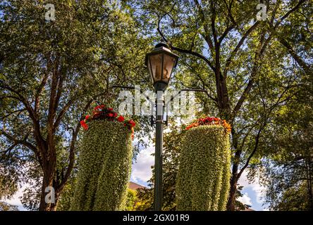 Pots de fleurs suspendus à un poteau de lampe Banque D'Images