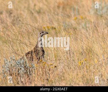 Un tétras de sauge est camouflé dans la prairie du Wyoming. Banque D'Images