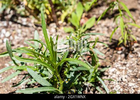 Monarque papillon caterpillar, stade larve, macro face mangeant de l'herbe à lait, Asclepias fascicularis Banque D'Images
