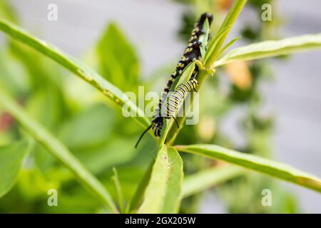 Deux chenilles Monarch occidentales à différents stades de développement, d'environ 50 mm et 20 mm, partagent une feuille d'Asclepias, originaire de Milkweed. Banque D'Images