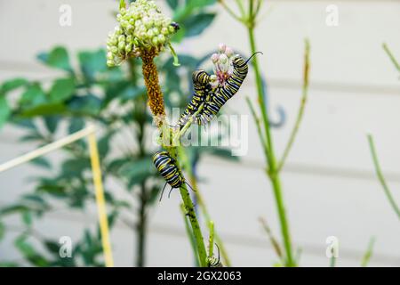 Une branche de Milkweed, Asclepias fascicularis, est presque dénuée de feuilles car elle soutient quatre piliers occidentaux Monarch Traterpicules plus un hôte o Banque D'Images