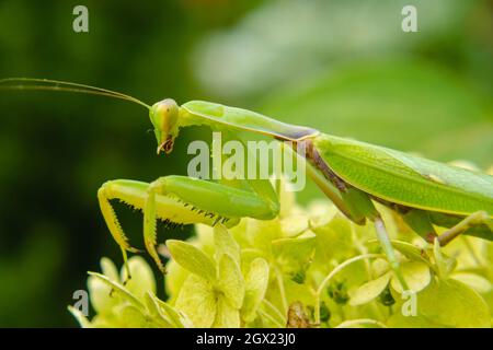 Une grande mante verte est posée sur les feuilles d'une fleur. Photo macro. Arrière-plan flou. Le concept des insectes sauvages Banque D'Images