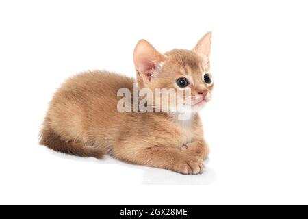 Un chaton de race rouge de gingembre repose sur un fond blanc isolé Banque D'Images