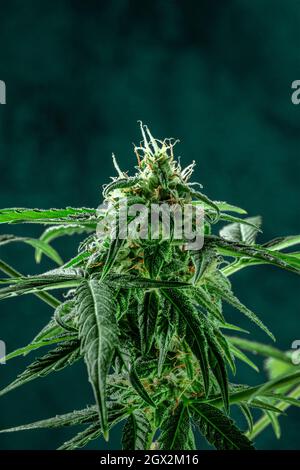 Plante de marijuana avec espace de copie. Feuilles et fleurs de cannabis en fleurs, presque prêtes à la récolte. Production de cannabis à des fins médicales Banque D'Images