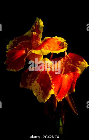 Belle orange-rouge avec le bord jaune fleur tropicale sur un fond noir.La fleur de Canna est également appelée muguet. Banque D'Images