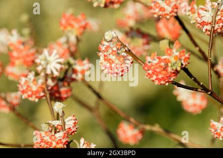 Paperbush, Edgeworthia chrysantha Rubra, buisson de papier oriental 'Red Dragon', Edgeworthia chrysantha 'Red Dragon', buisson de papier 'Red Dragon'. Parfumé, gagnez Banque D'Images