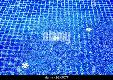 Piscine bleu surface de l'eau fond, plumeria flottaison frangipani fleurs, vacances d'été, vacances, spa détente, soins de beauté, soins de santé Banque D'Images