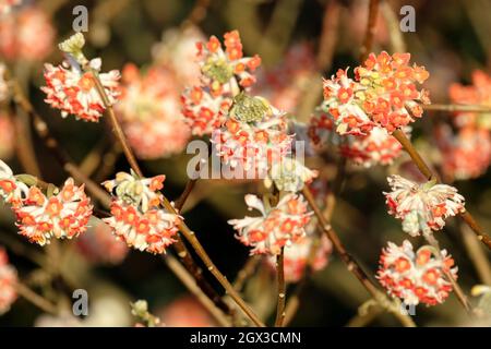 Paperbush, Edgeworthia chrysantha Rubra, buisson de papier oriental 'Red Dragon', Edgeworthia chrysantha 'Red Dragon', buisson de papier 'Red Dragon'. Parfumé, gagnez Banque D'Images