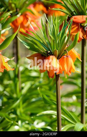 Fritilaria imperarialis 'Sunrise', Crown Imperial 'Sunrise', fleurs en forme de cloche orange vif au début du printemps. Banque D'Images