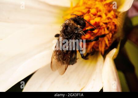 Abeille sous la pluie Banque D'Images