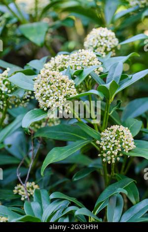 Skimmia japonica 'Fragrans' syn 'nuage parfumé' également connu sous le nom de Skimmia 'Fragrans' japonaise. Fleurs blanches parfumées au début du printemps. Banque D'Images