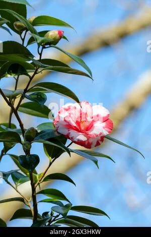 Camellia japonica 'masayoshi', camélia 'masayoshi', Camellia japonica 'Donckelaeri'. Fleurs blanches marbrées de rouge, mars, Royaume-Uni Banque D'Images