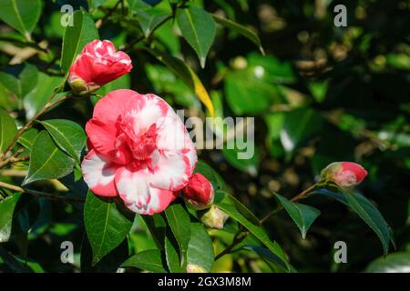 Camellia japonica 'masayoshi', camélia 'masayoshi', Camellia japonica 'Donckelaeri'. Fleurs blanches marbrées de rouge, mars, Royaume-Uni Banque D'Images