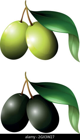 Olives vertes et noires avec feuilles Illustration de Vecteur