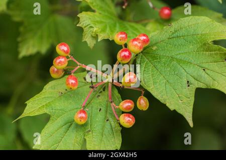 Les fruits gaulthériens procumbens, (le teaberry de l'est, la checcurberry, la caberge), petits, Arbuste à faible croissance dans la famille: Ericaceae. Banque D'Images