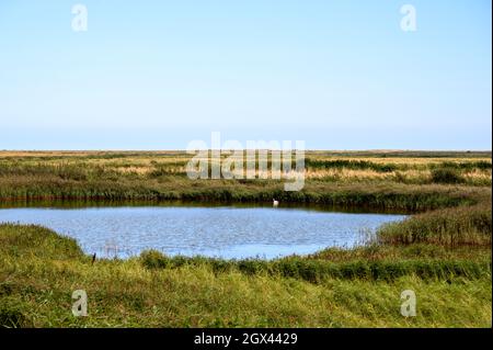 Un étang avec un seul cygne blanc avec des vues de grande portée sur Blakeney Freshes, Norfolk, Angleterre. Banque D'Images