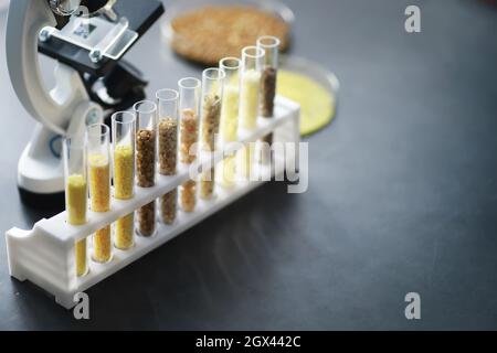 Tubes à essai avec graines de plantes de sélection. Recherche analyse des grains et des semences agricoles au laboratoire Banque D'Images