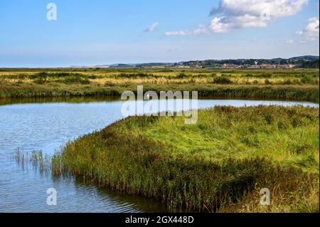 Un seul cygne blanc nage dans un étang dans le Blakeney Freshes avec le village de CLEY à côté de la mer au loin. Banque D'Images