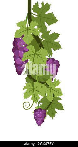 Vigne avec feuillage et petits pains de raisin violet, rouge mûr. Viticulture et agriculture. Branches avec baies sur une brousse dense. Jeune vignoble. Doux automne Illustration de Vecteur