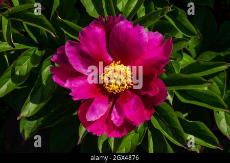 Une fleur de pivoine de jardin (lat.Paeónia) avec un noyau jaune sur un fond de feuilles vertes par un beau jour d'été. Banque D'Images