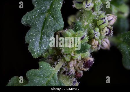 Dysphania pumilio, Chenopodium pumilio, Chenopodiaceae.Plante sauvage en été. Banque D'Images
