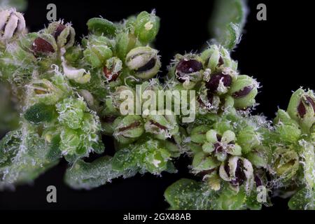 Dysphania pumilio, Chenopodium pumilio, Chenopodiaceae.Plante sauvage en été. Banque D'Images
