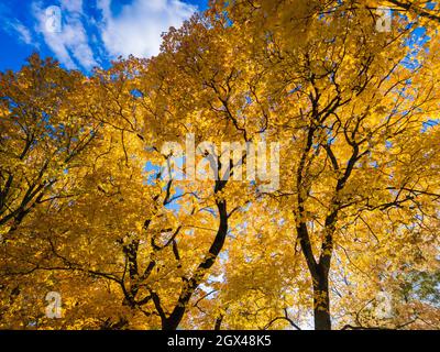 érable jaune vif d'automne sur fond bleu ciel - vue vers le haut depuis le dessous Banque D'Images